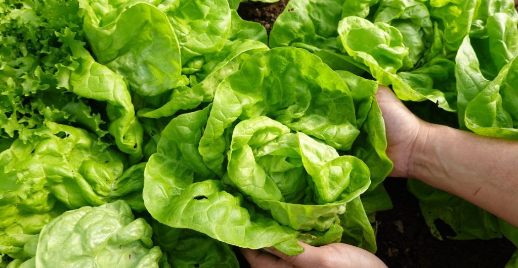 La lechuga es un producto agrícola crudo