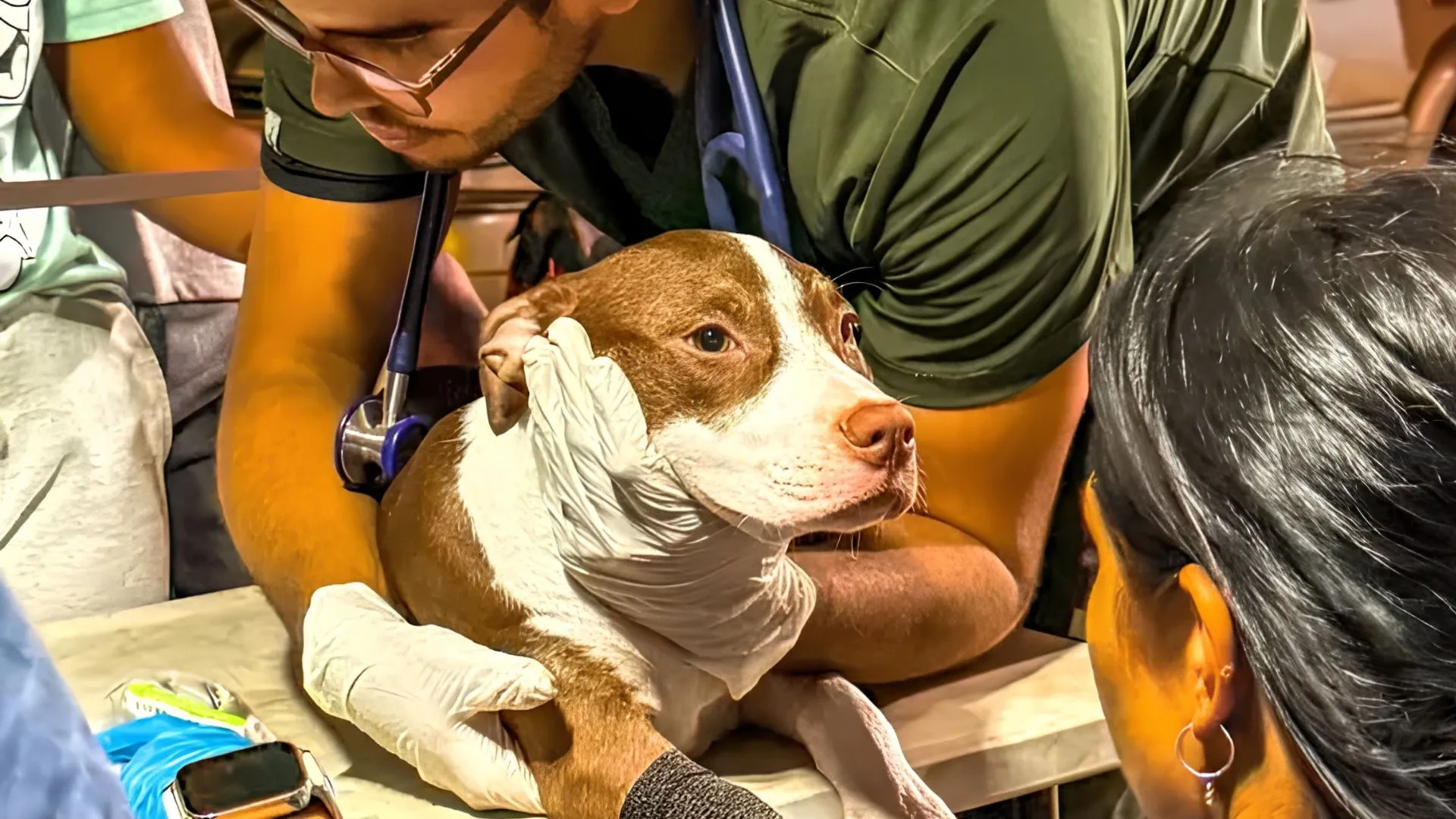 Semanas después del desastre aún aparecen perritos vivos: ¿cómo sobreviven bajo escombros?