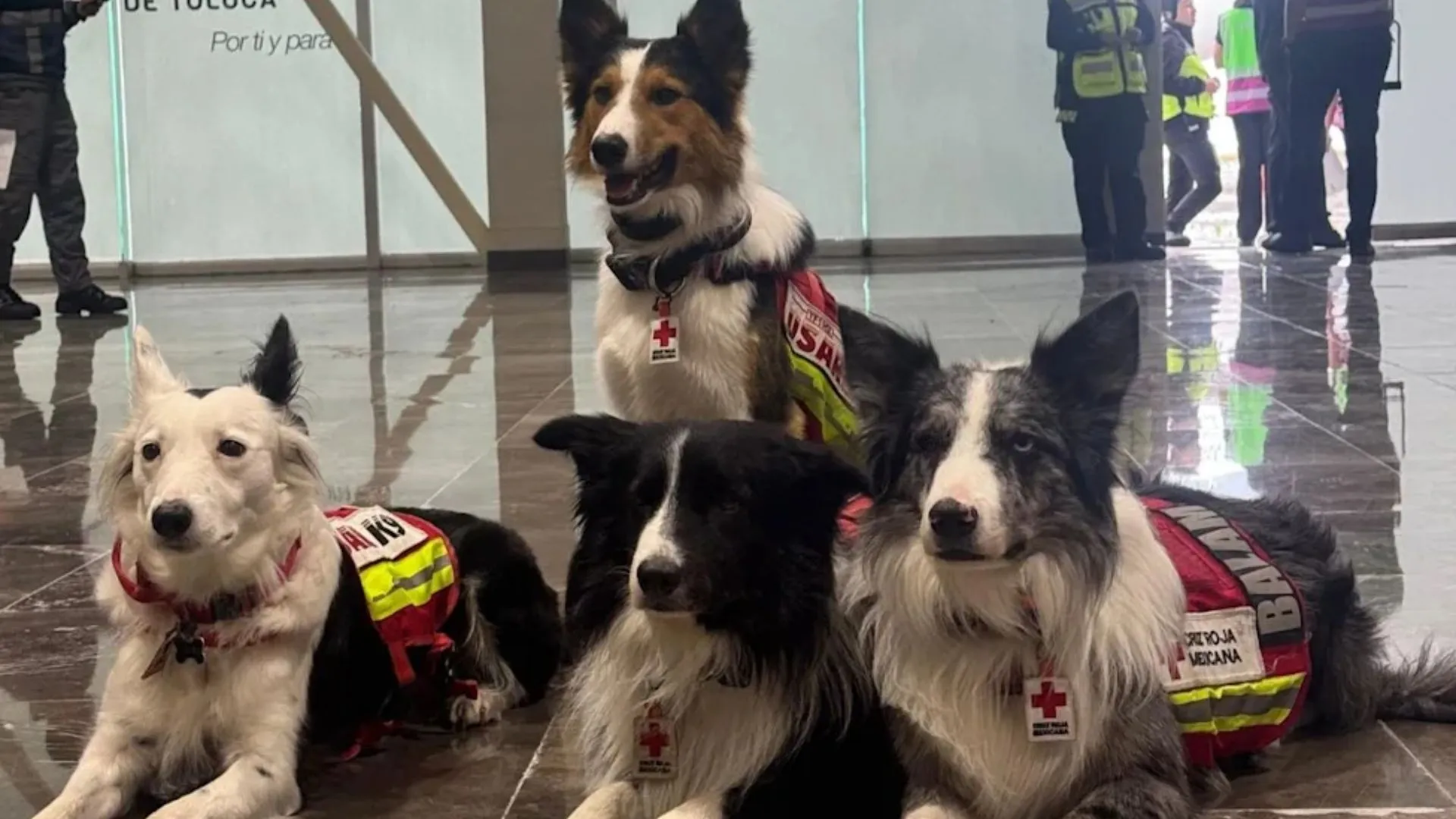 Semanas después del desastre aún aparecen perritos vivos: ¿cómo sobreviven bajo escombros?